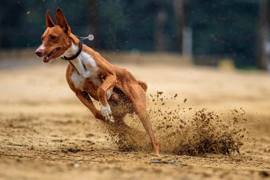 dog running