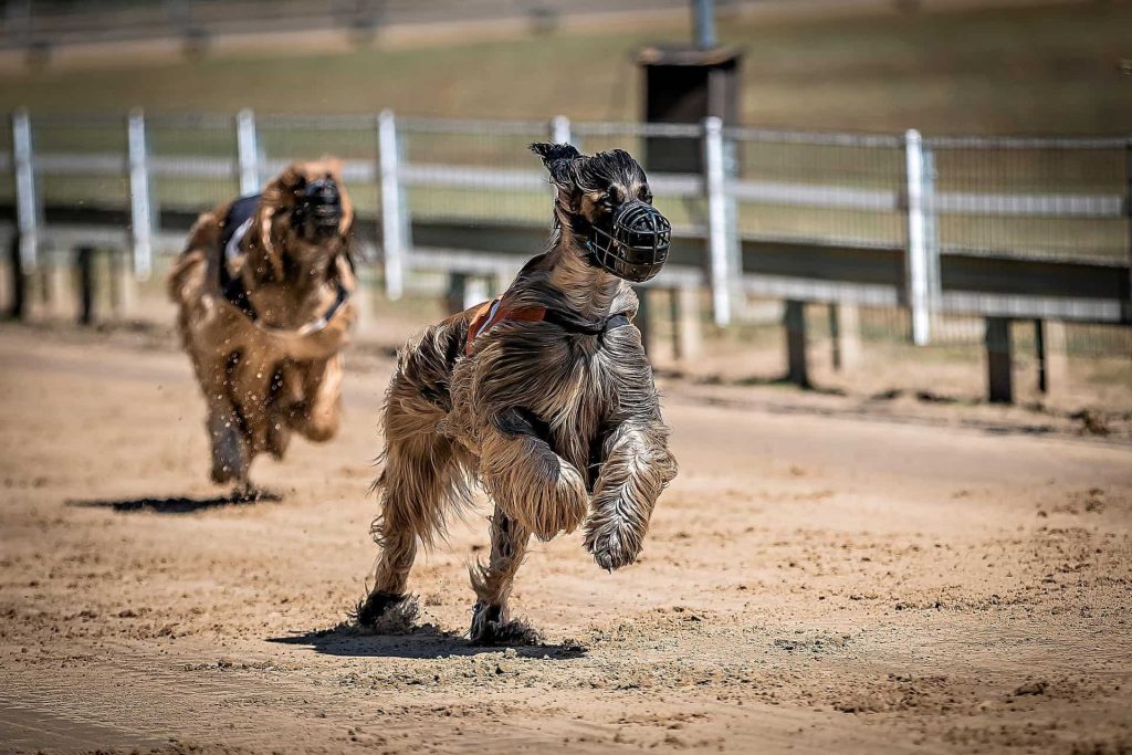 greyhound dog running