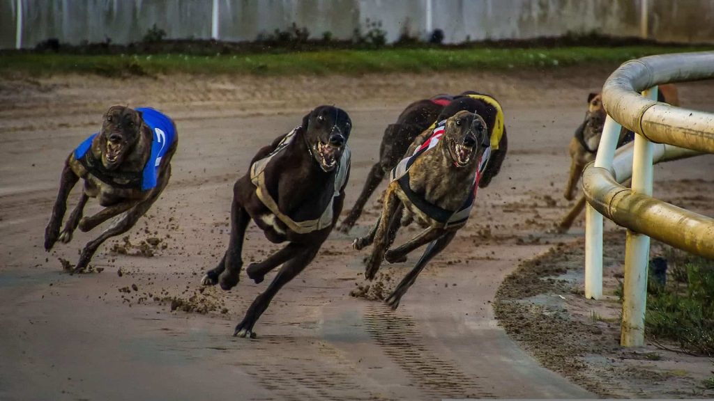 greyhounds