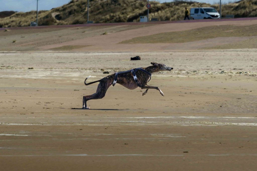 running dogs