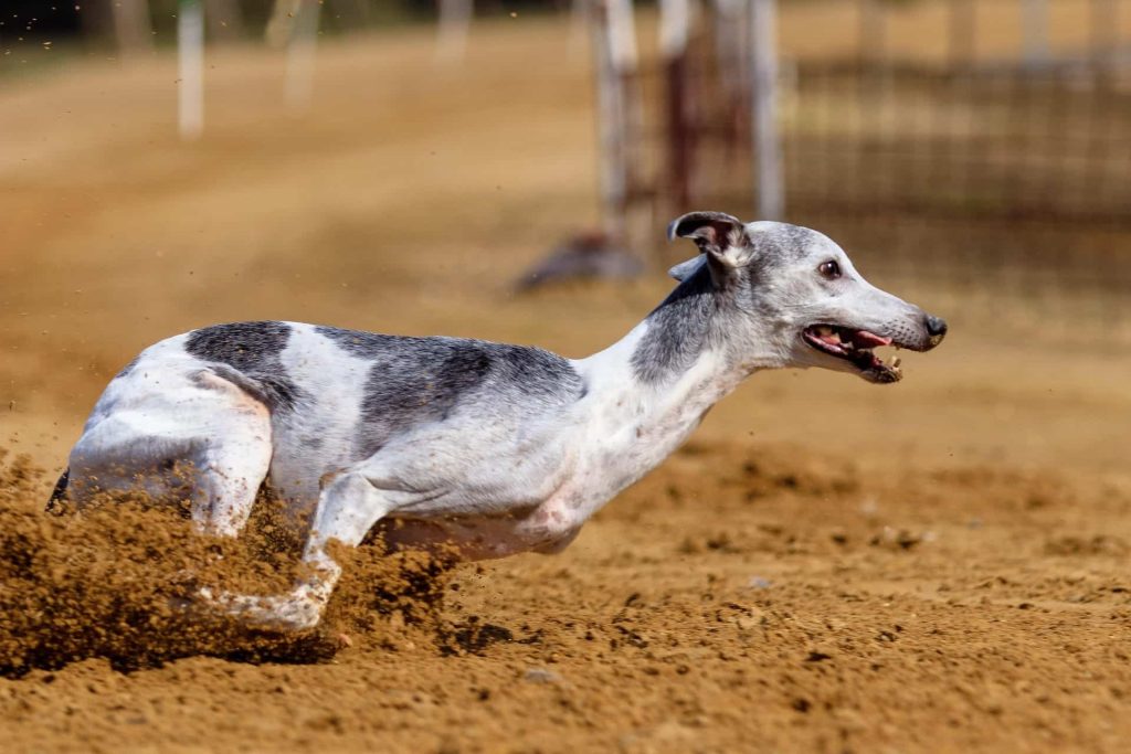virtual dog running